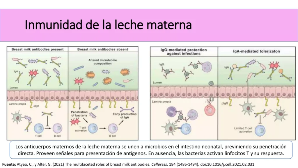 Inmunidad de la lactancia materna