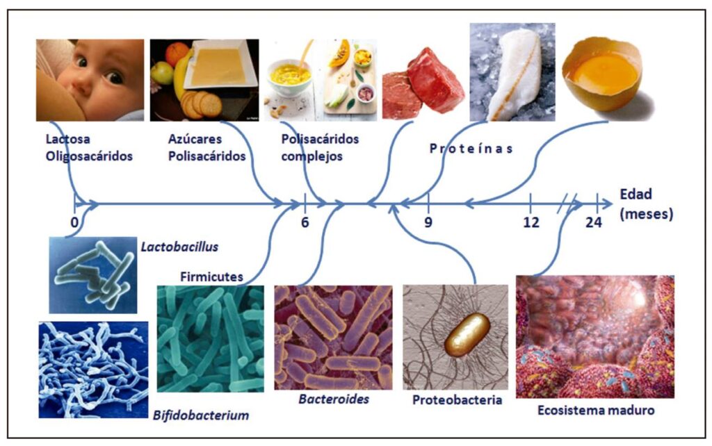 Microbiota saludable y su impacto