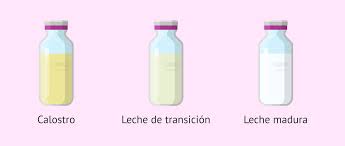 Composición de la Leche Materna