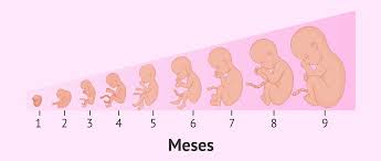 Etapas del embarazo y crecimiento del bebé