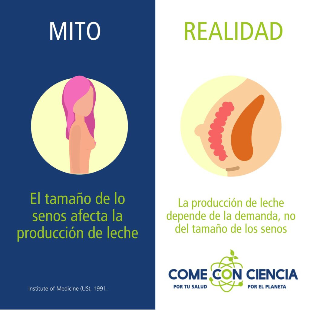 Tamaño de los senos y producción de leche